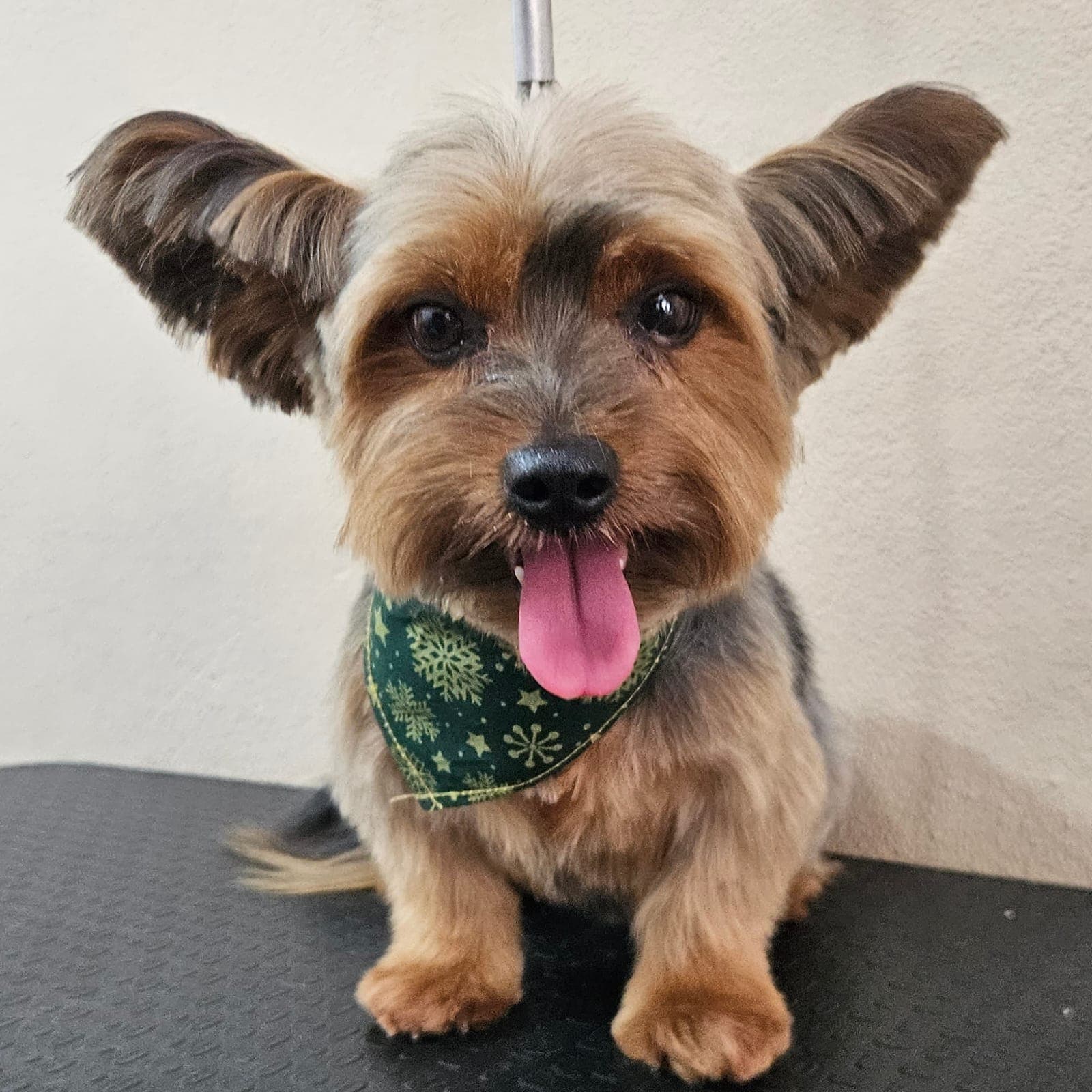 Pet atendido pela Mania de Cuidar