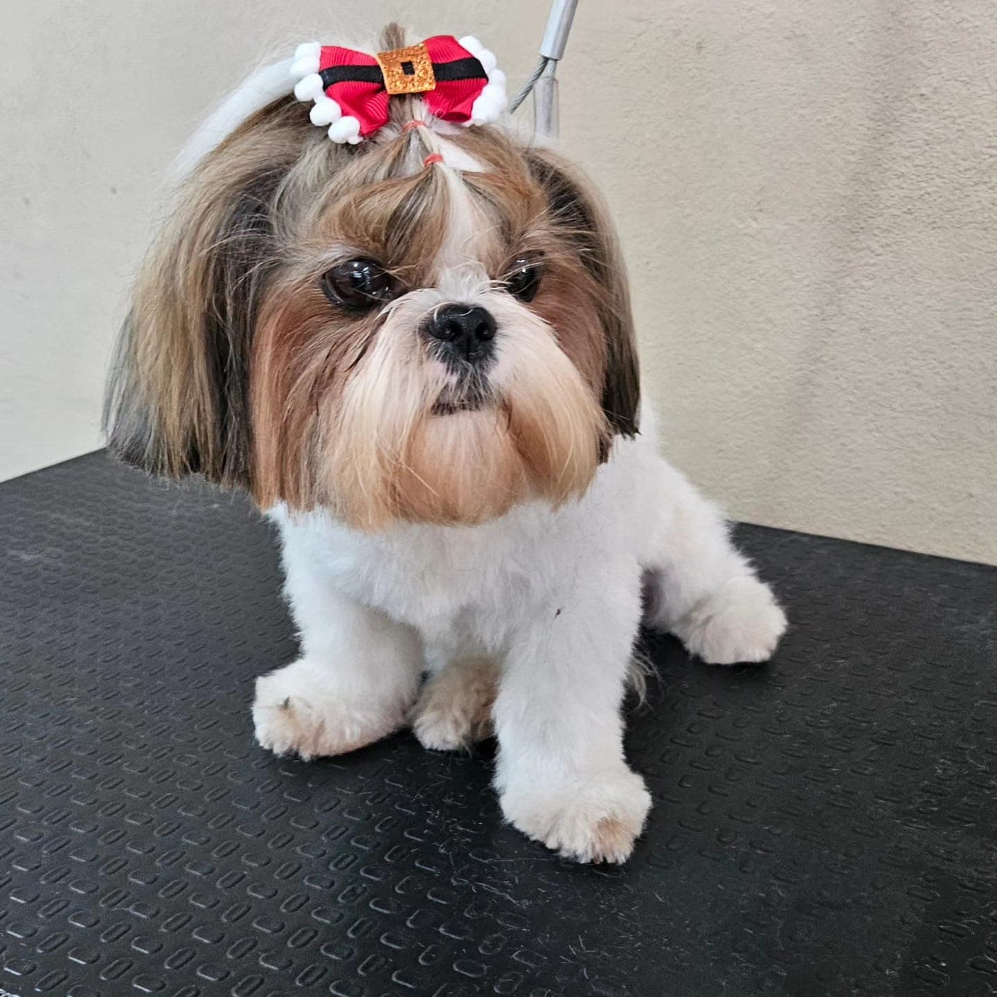 Pet atendido pela Mania de Cuidar