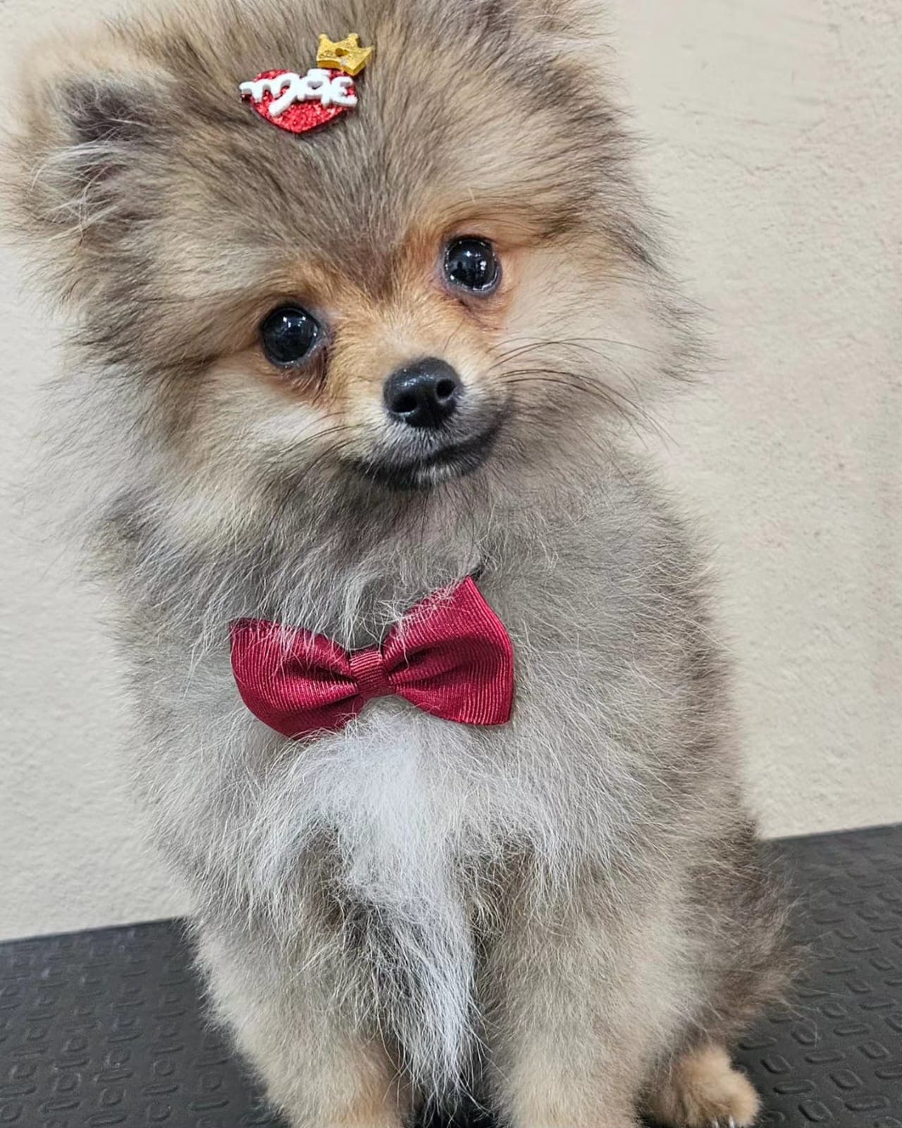 Pet atendido pela Mania de Cuidar