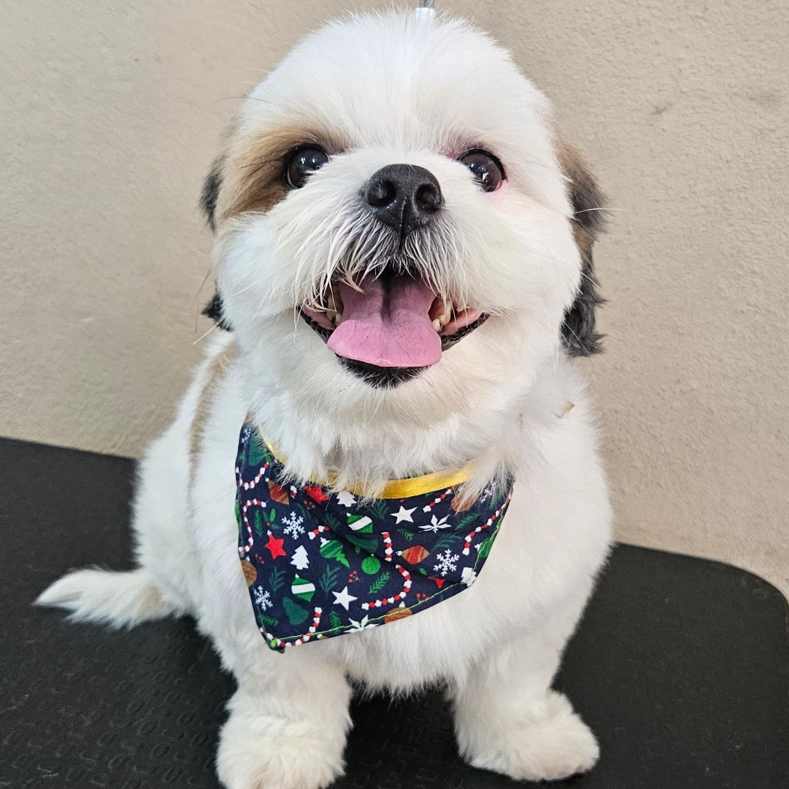 Registro do pet: Antes & Depois