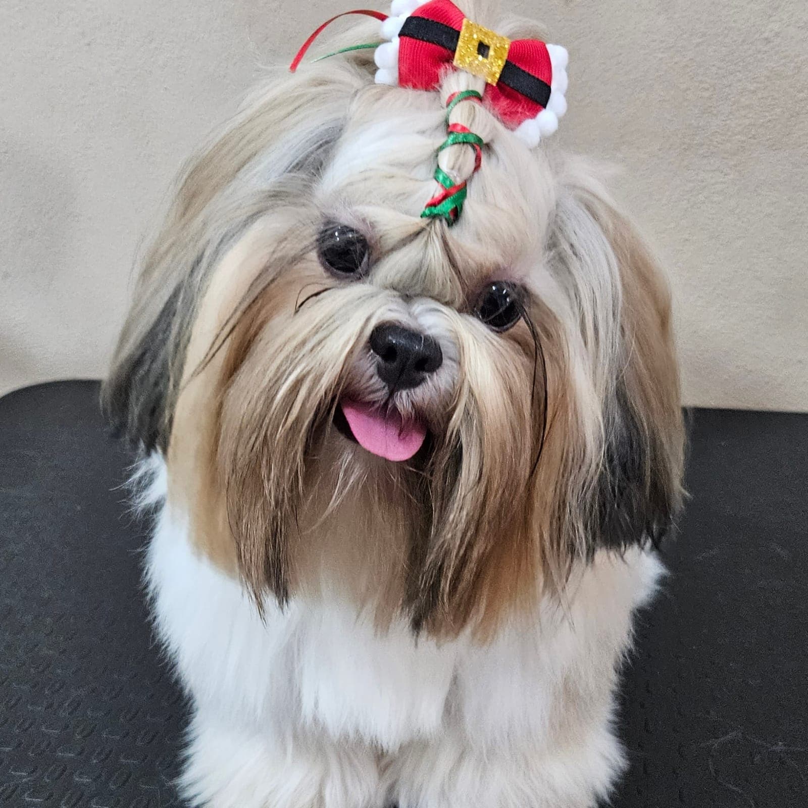 Registro do pet: Cuidado especial